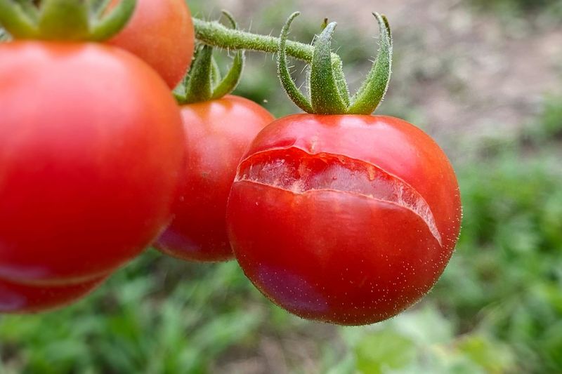 A cracked tomato is a freshness decision, not an automatic loss A cracked tomato is a freshness decision, not an automatic loss
