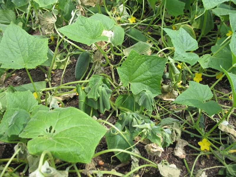 A cucumber vine can look healthy before it collapses A cucumber vine can look healthy before it collapses