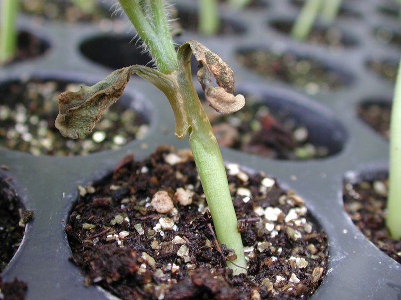 A damaged stem makes damping-off more likely