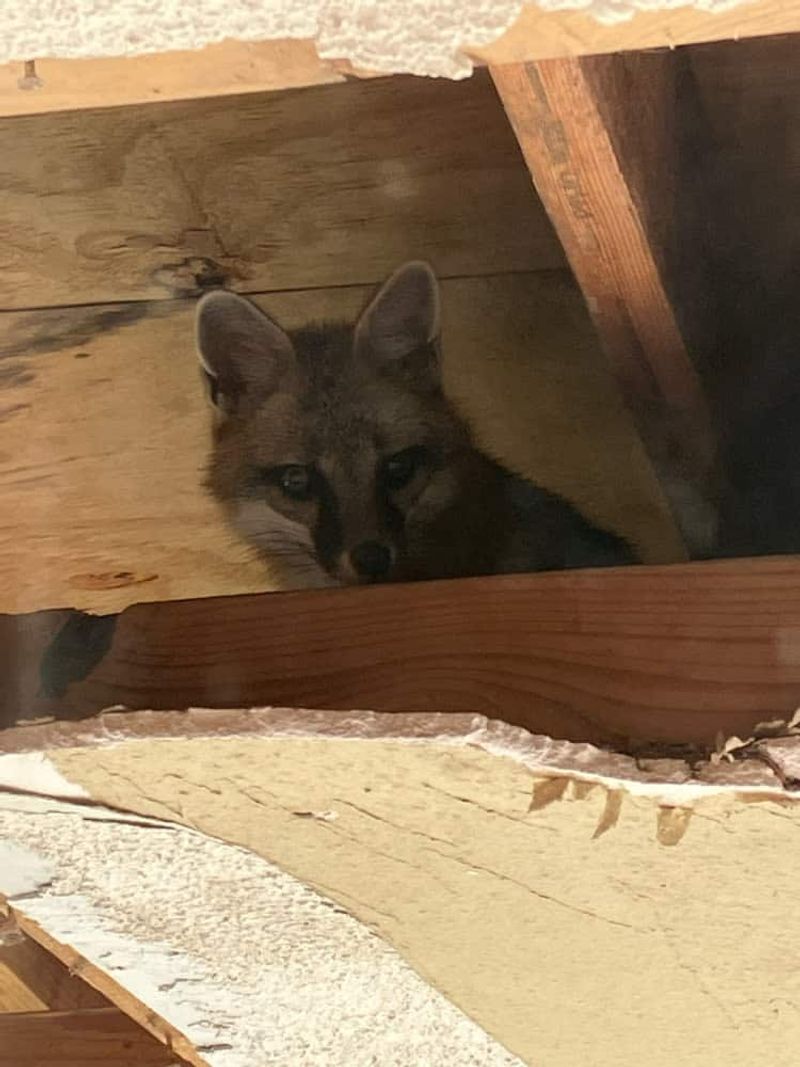 A den requires a different plan