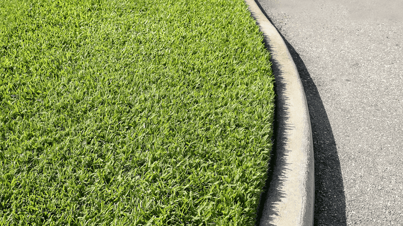 A dense lawn reduces the openings crabgrass needs