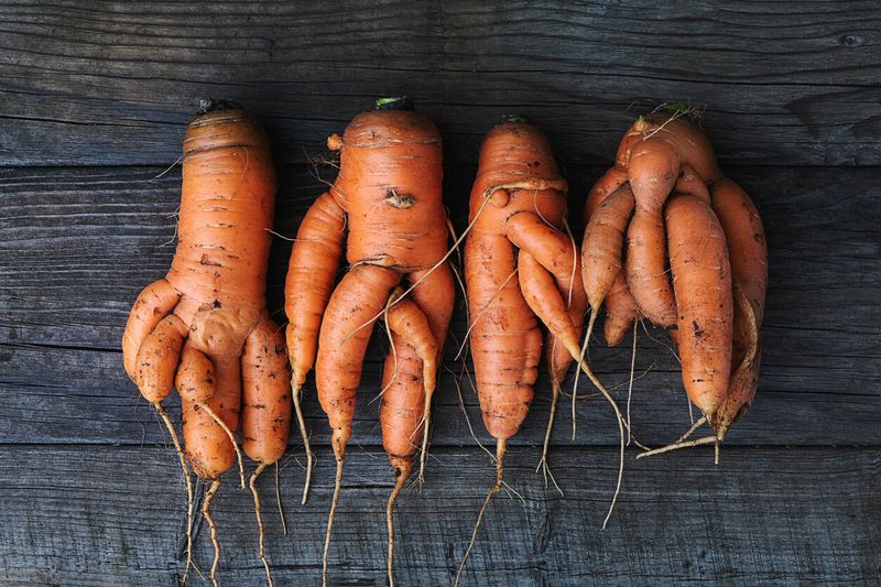 A developing taproot can fork before harvest A developing taproot can fork before harvest