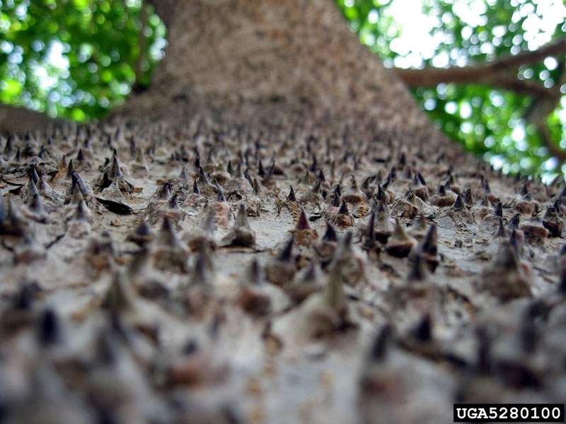 A distinctive South Florida tree has a dangerous-looking identity