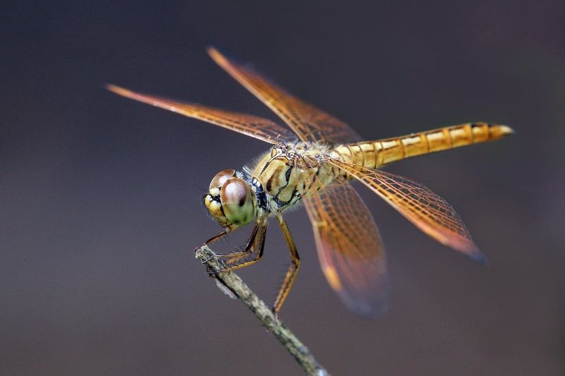 A dragonfly patrol points to habitat nearby, not necessarily in your yard A dragonfly patrol points to habitat nearby, not necessarily in your yard