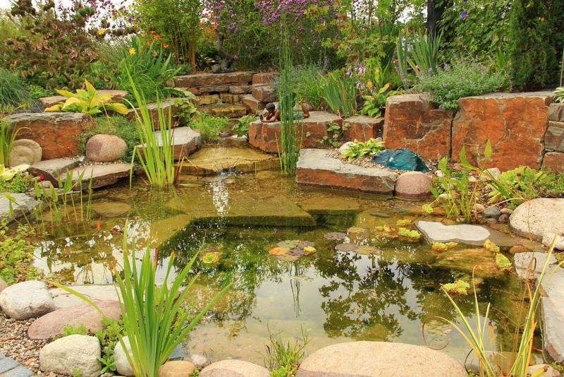 A dragonfly pond can still become a mosquito nursery