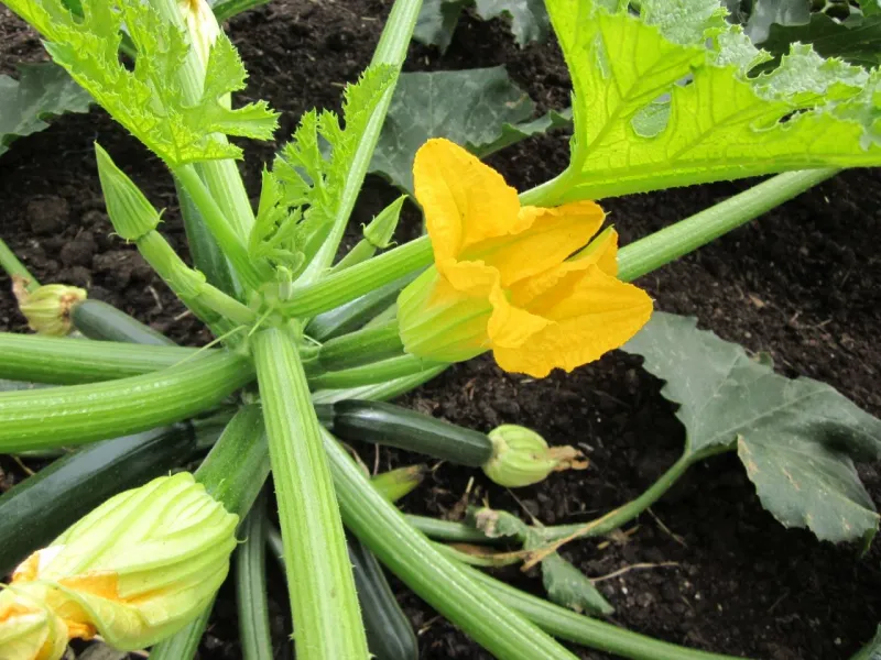 A dropped flower is not always a failed zucchini