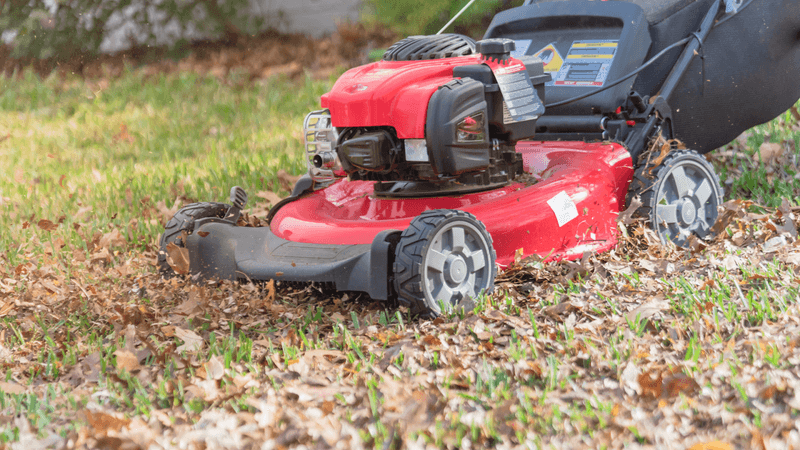 A dry, frequent mowing routine does the real work