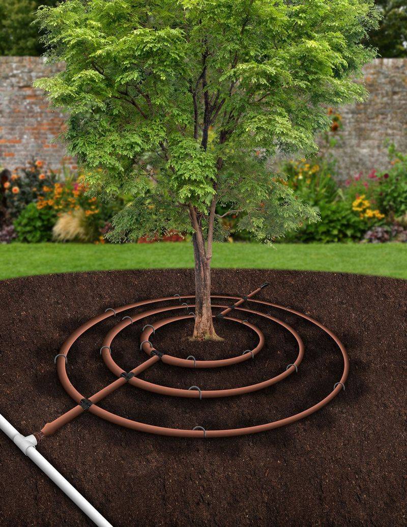A dry root zone needs slow, thorough watering—not a flood A dry root zone needs slow, thorough watering—not a flood