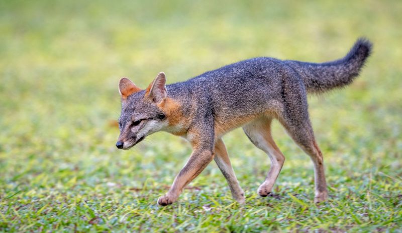 A dusk fox signals habitat use—not falling rat numbers