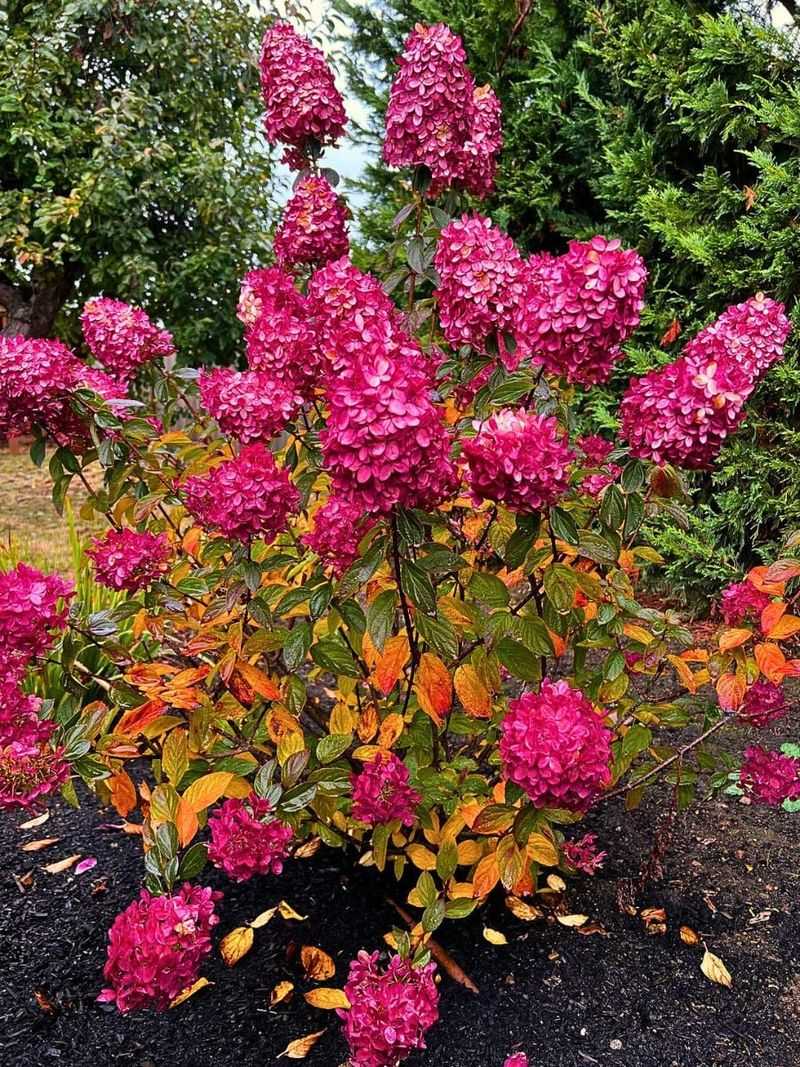 A fall display can be aging color, not rebloom