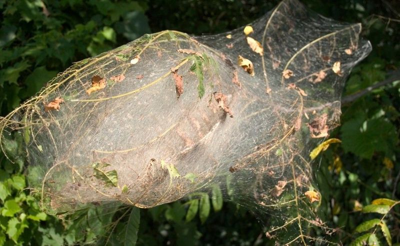 A fall webworm nest is not a tree-health diagnosis