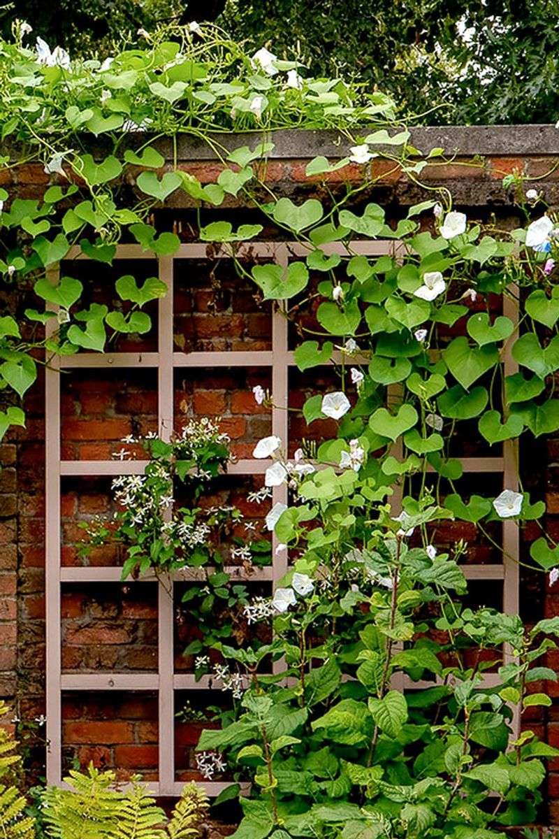 A fast-growing vine needs a serious structure