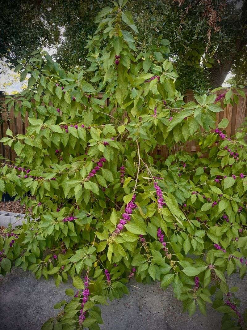 A fence line gives beautyberry room to form a living border