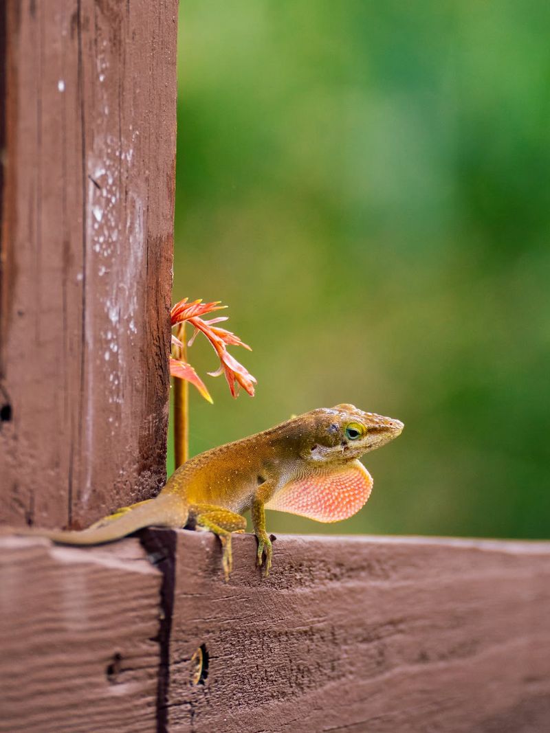 A fence sighting points to nearby habitat, not a lizard patrol