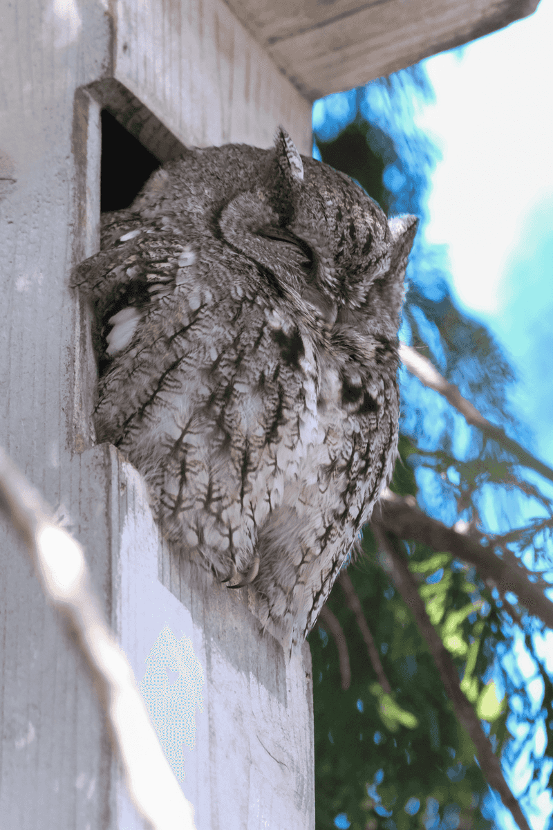 A few clues can show whether the owl is using the property