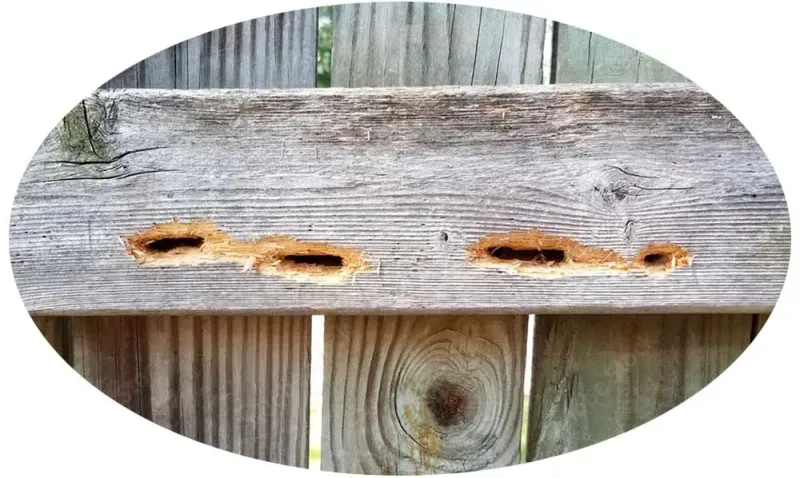 A few holes suggest maintenance; repeated galleries can become a wood problem