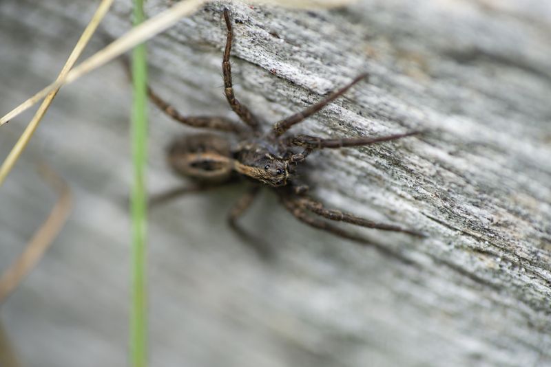 A foundation sighting usually points to outdoor activity