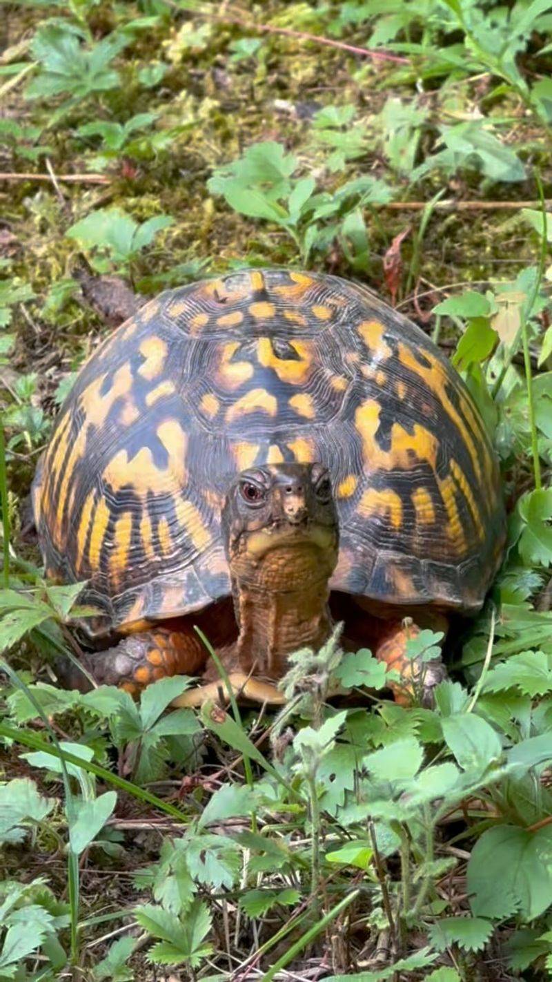 A garden bed can overlap with box-turtle habitat