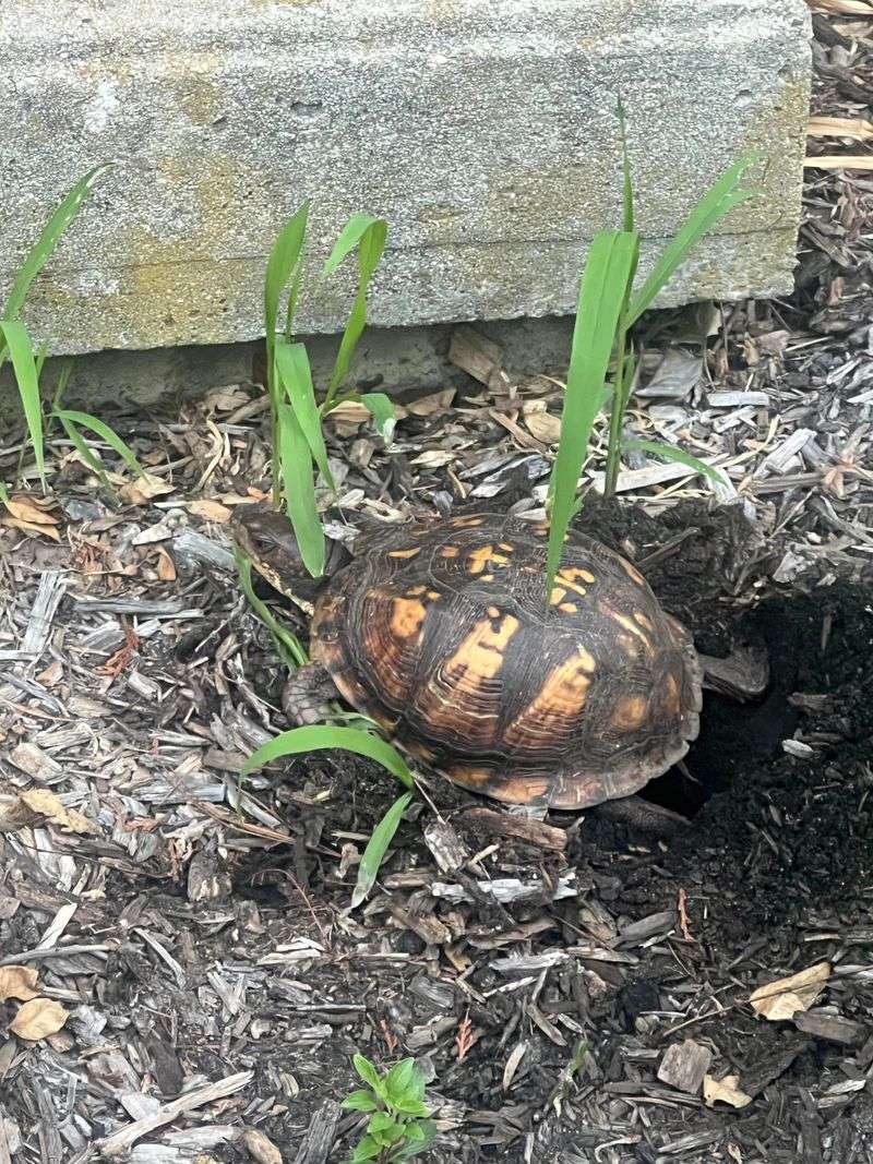 A garden bed is usually not an emergency