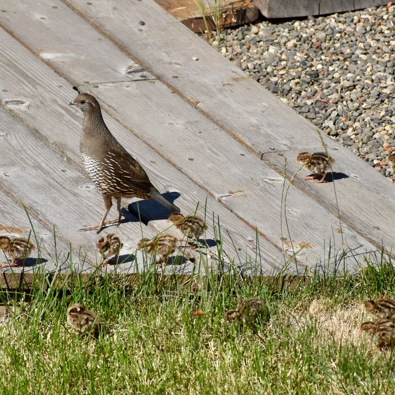 A gathering signals usable habitat—not a communal nest
