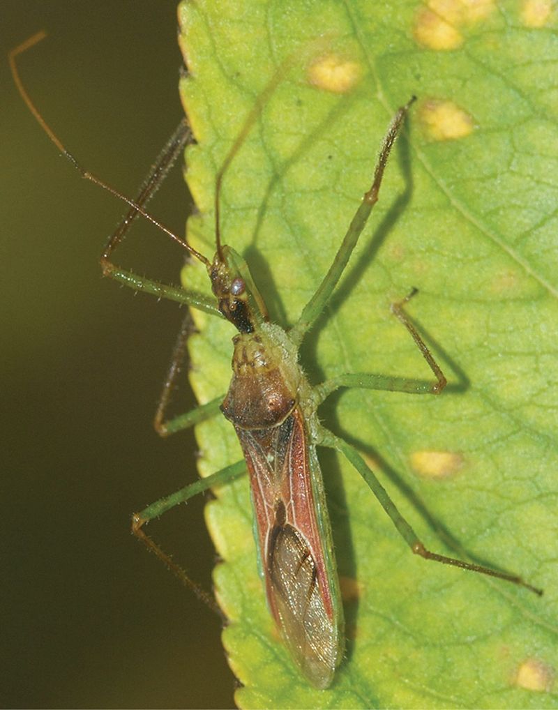 A generalist predator can help while disrupting other allies