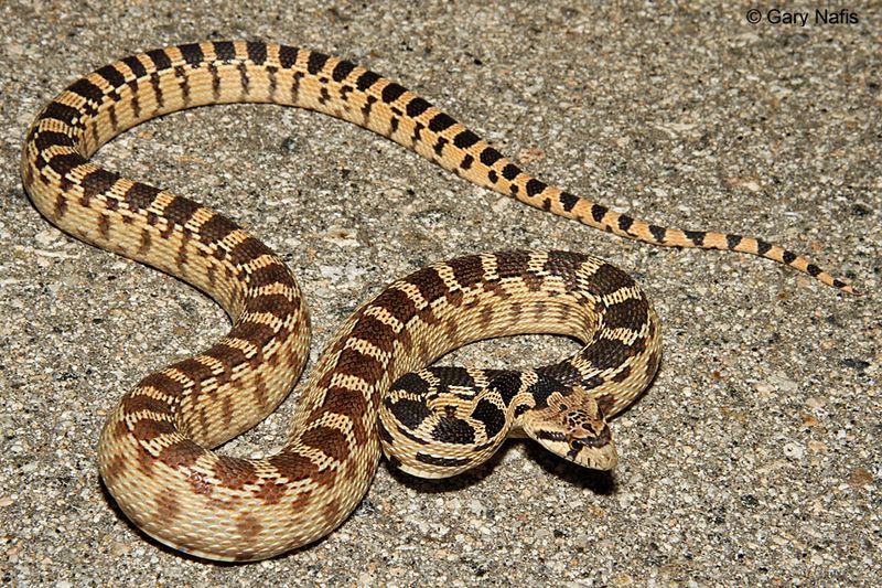 A gopher snake can help, but it will not clear your yard A gopher snake can help, but it will not clear your yard