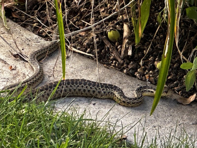 A gopher snake may be a useful predator, not a yard pest