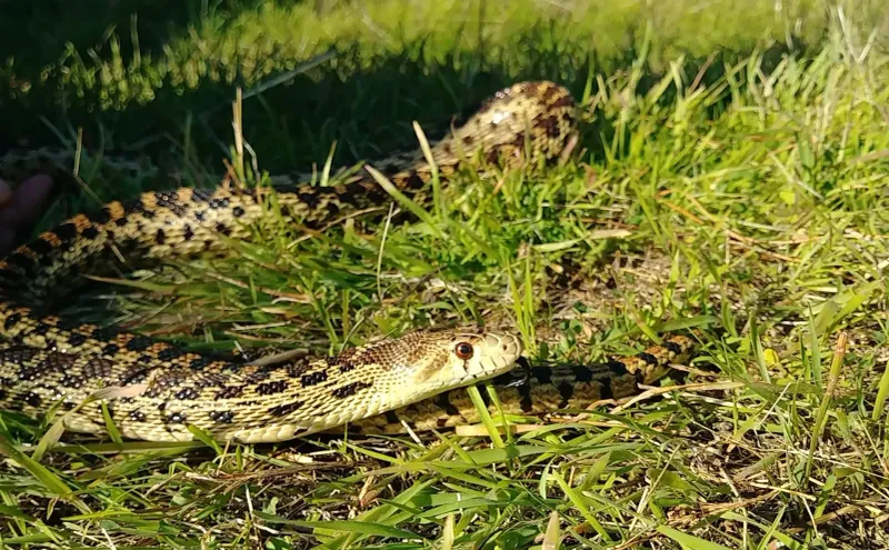 A gopher snake may help your garden—but it will not clear the beds