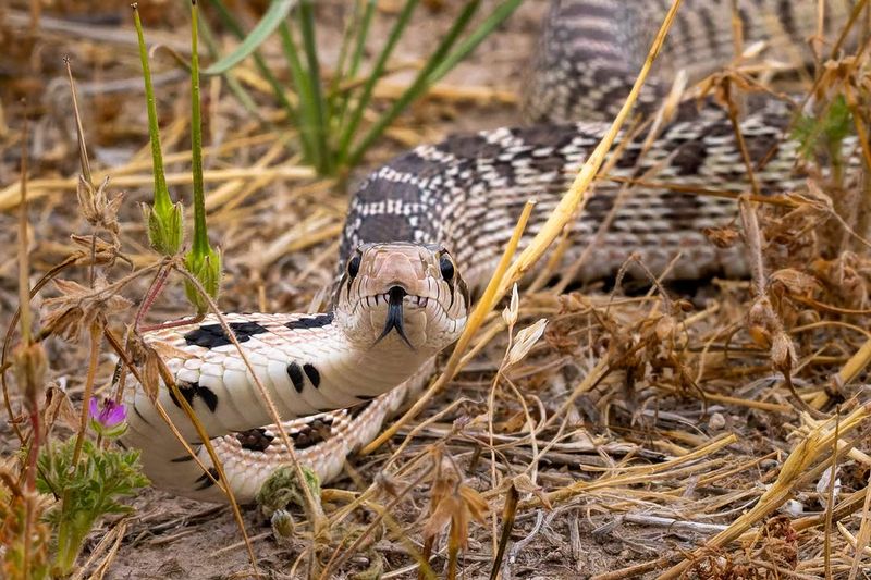 A gopher snake may help your yard—but it is not a complete pest-control program