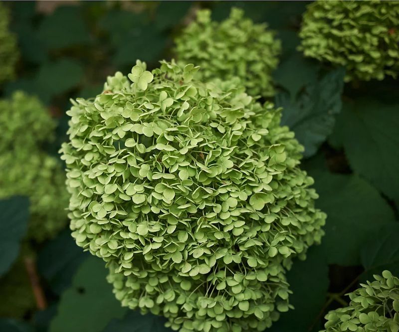 A green bloom usually signals normal aging