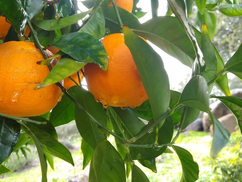 A healthy August canopy can hide a fruit-size problem A healthy August canopy can hide a fruit-size problem