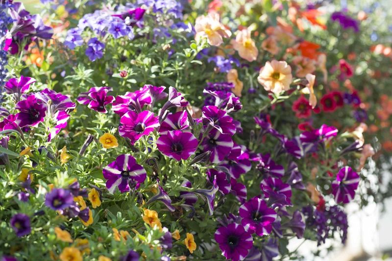 A healthy petunia may produce one more flush of color A healthy petunia may produce one more flush of color