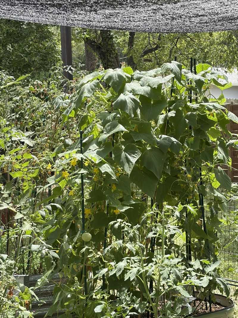 A healthy vine may resume fruiting after the heat breaks