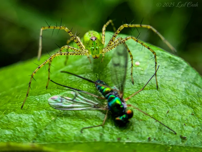 A helpful predator can also eat beneficial insects