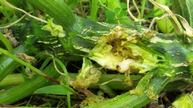 A hidden larva can block water inside the vine