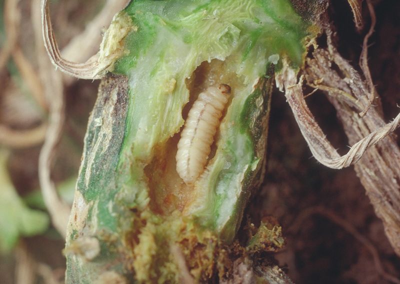 A hidden larva interrupts water movement A hidden larva interrupts water movement