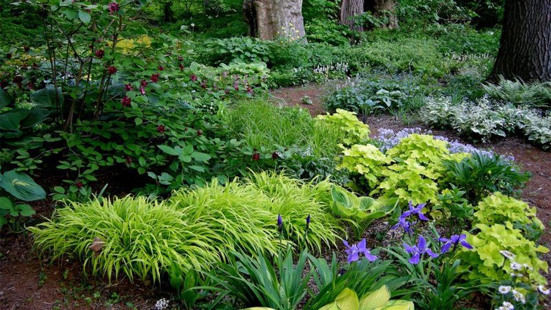 A hidden root-zone problem may be holding the vine back