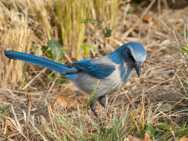 A jay on the lawn does not prove it is eating your snails