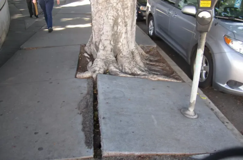 A large tree can outgrow a narrow planting strip