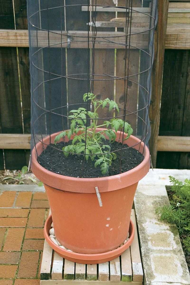 A larger pot helps only when the root zone can breathe