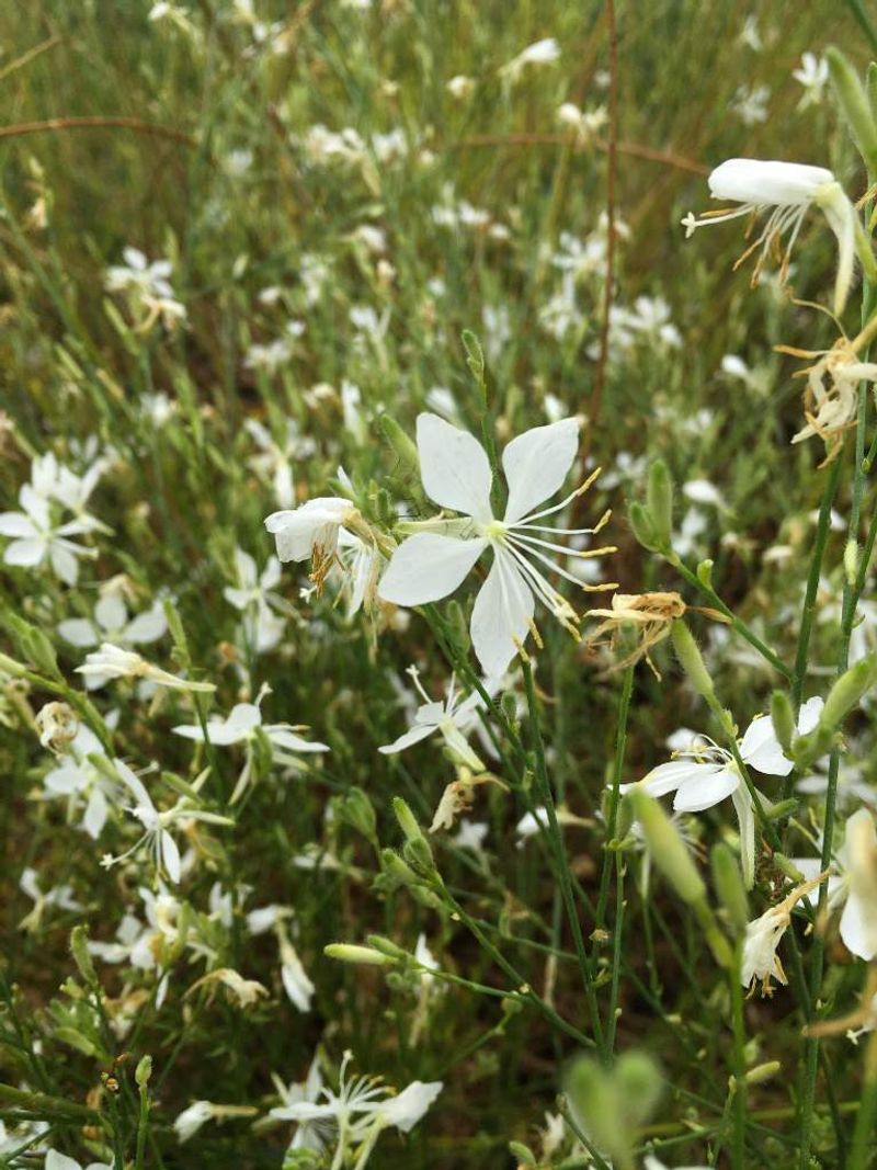 A lasting planting depends on reseeding, not an immortal original plant