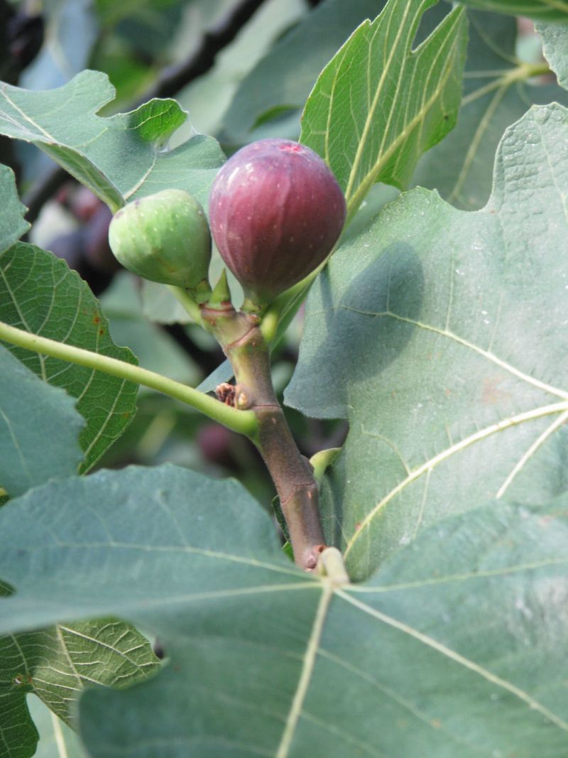 A late crop depends on cultivar, tree condition, and the local frost window