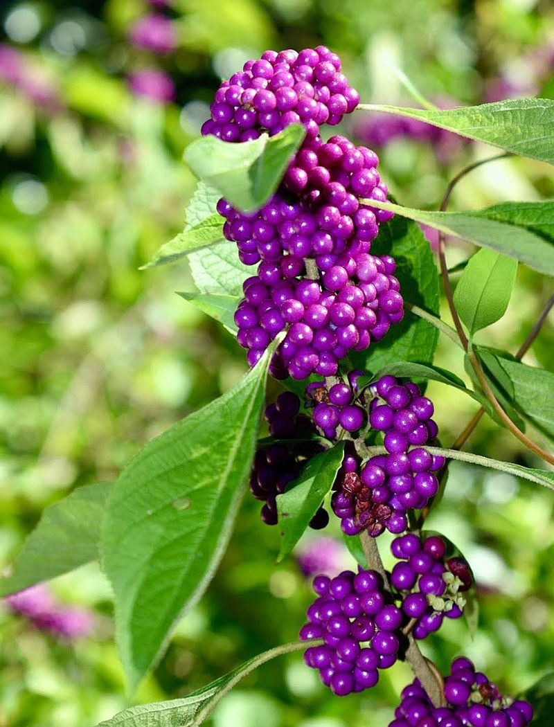 A late-season transition leaves room for beautyberry