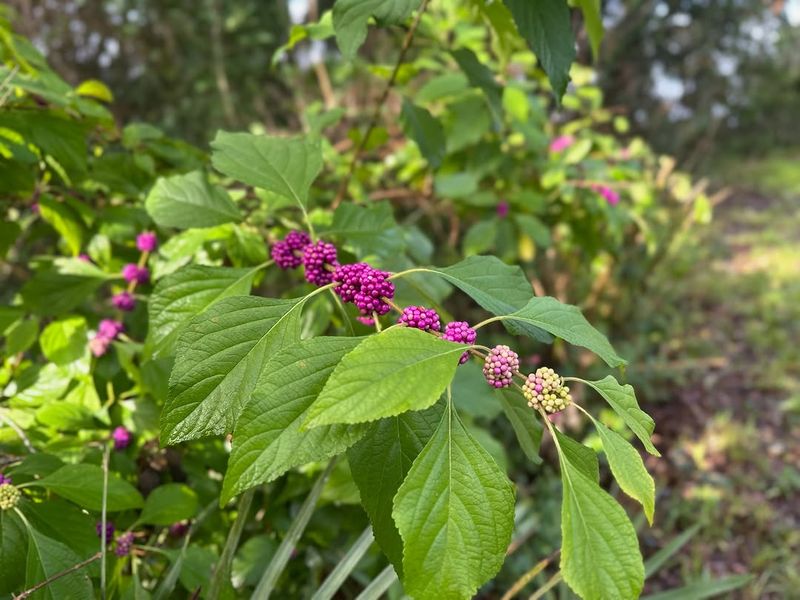A late-summer focal point, not a universal backyard winner