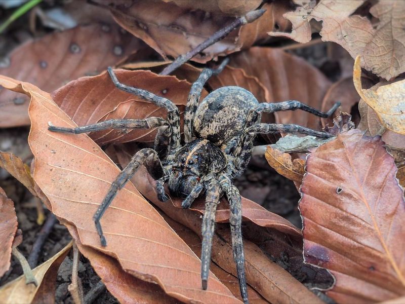 A late-summer sighting may reflect several yard conditions