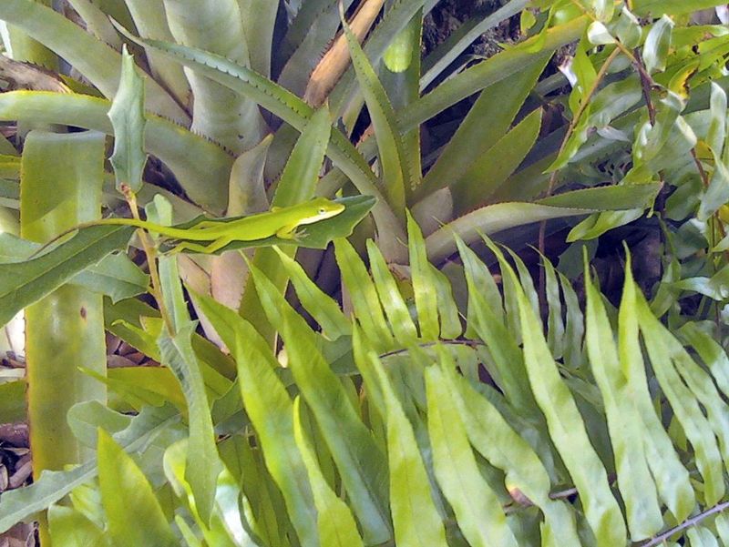 A layered yard gives anoles places to hunt
