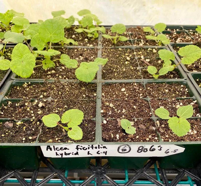 A leafy first-year hollyhock may be right on schedule A leafy first-year hollyhock may be right on schedule