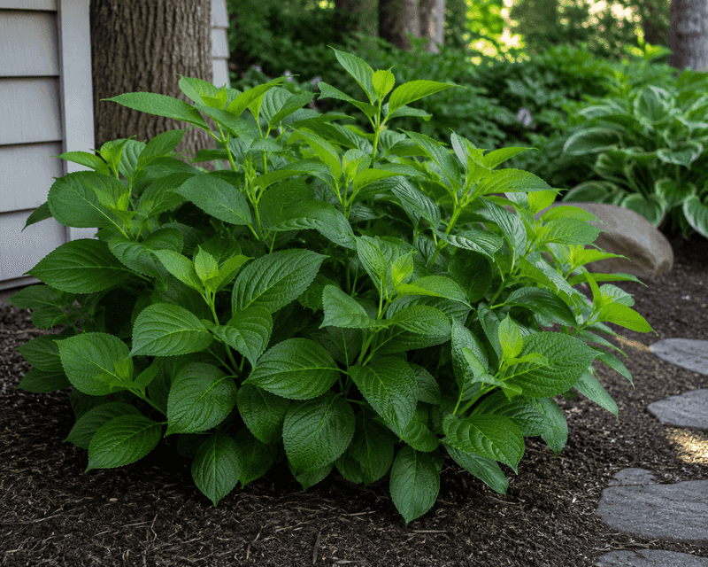 A leafy hydrangea may be overfed without looking unhealthy