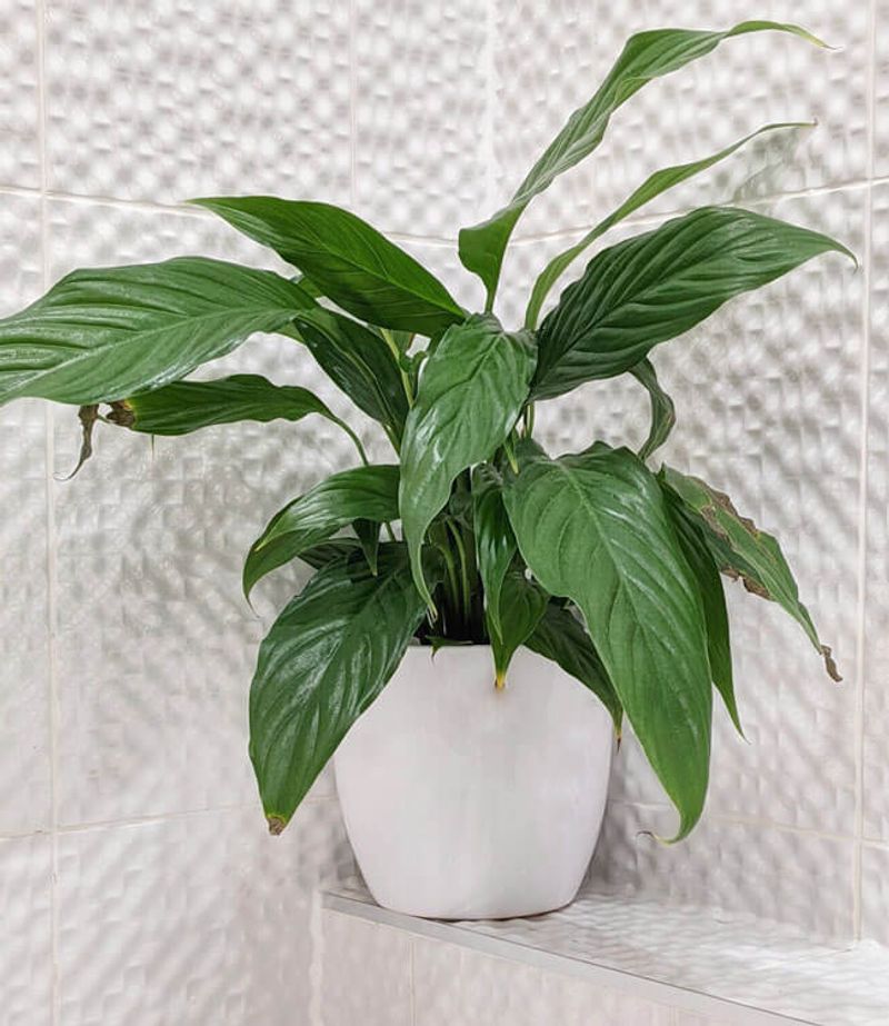 A leafy peace lily can still lack the light needed to bloom