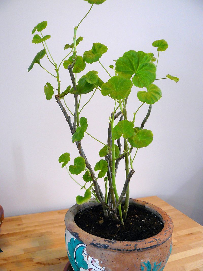 A leafy, stretched plant may be getting too little usable light
